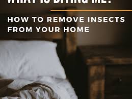 Didn't even ask if i would consider the job or nothing. What S Biting Me Being Eaten By Invisible Bugs In Your Home Dengarden