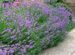 Lavender plants for sale near me. Lavender Hedging Buy Lavender Hedge Plants Hopes Grove Nurseries