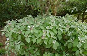 Image result for Barleria albostellata