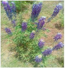 Image result for Lupinus mexicanus