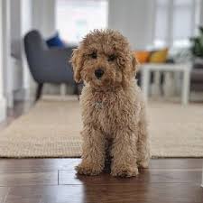 The standard goldendoodle size is the biggest variety of goldendoodle. 25 Teddy Bear Dog Breeds Shichon Morkie Cockapoo