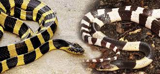 We did not find results for: Arti Dan Makna Mimpi Bertemu Atau Melihat Ular Belang Putih Hitam Atau Kuning Menurut Primbon Jawa Dan Tafsir Islam Lengkap Arti Mimpi Ular