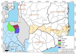 Image result for Dielsiothamnus divaricatus