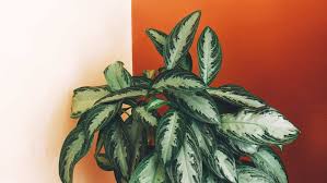 Plants Safe For Dogs