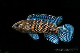 Badis Badis Aquarium Fish Pet Fish Beautiful Fish