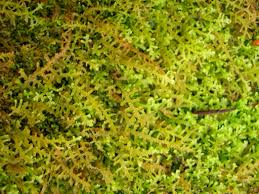 Image result for Leptonychia