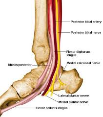 Many collagen fibres make up a fascicle. Picture Of Tibialis Posterior Leg Muscles Anatomy Body Anatomy Foot Health