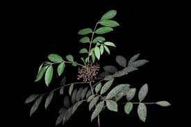Image result for Zanthoxylum