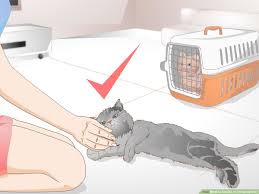 What cat spraying means one of the ways cats communicate is through scent, specifically leaving their scents in certain places. How To Get Rid Of Cat Spray Odor 12 Steps With Pictures