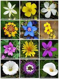 Bunga ini dapat ditemukan di malaysia, papua, indonesia, filipina hingga australia. Bunga Wikipedia Bahasa Melayu Ensiklopedia Bebas