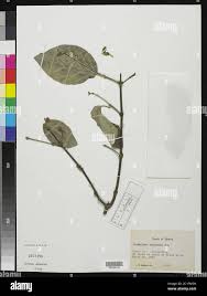Image result for Flabellaria paniculata