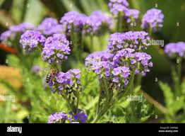 Image result for Heliotropium amplexicaule