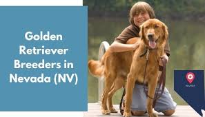 Why buy a golden retriever puppy for sale if you can adopt and save a life? 23 Golden Retriever Breeders In Nevada Nv Golden Retriever Puppies For Sale Animalfate