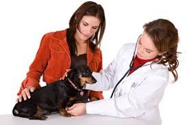 Liver cancer is less common than metastatic cancer in dogs, but can and does occur. Lung Cancer In Dogs Fluid In Lung Causes Blood Clots In Lungs Warning Signs