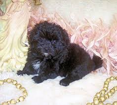 Purebred Poodle Mix Designer Puppies For Sale