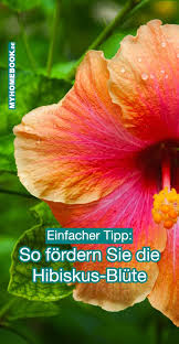 Wie Man Die Hibiskus Blute Fordern Kann Hibiskus Hibiskus Pflanzen Gartenhibiskus