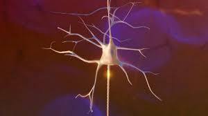 Cholinergen zellen) zur klassifikation herangezogen. Biologie 2 Nervensystem Nervenzelle Aufbau Und Funktion Biologie Telekolleg Br De