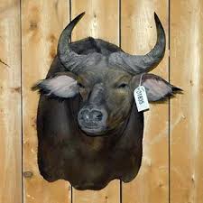 Pin On Taxidermy Bought