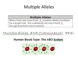 Multiple alleles (abo blood types) and punnett squares. Multiple Alleles Ppt Download