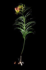 Image result for Gloriosa sessiliflora