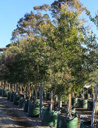 Image result for Melaleuca quinquenervia