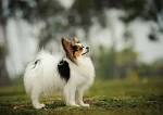 Papillon Dogs Facts - Top 10 Papillon Facts You Should Know