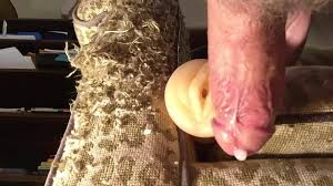 My Cat Scratched My Chair and Now Its Fucked: Gay Masturbation Porn