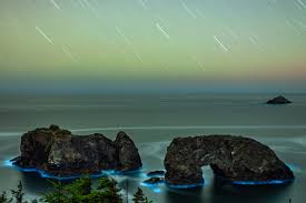 Image result for Oreophyton