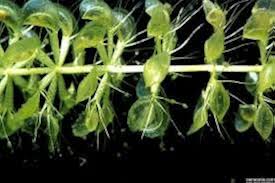 Image result for Aldrovanda vesiculosa