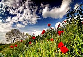 Check spelling or type a new query. Nice Poppy Field Flowers Background Download Best Free Photos