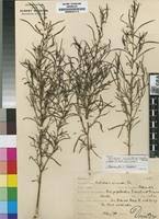 Image result for Anticharis senegalensis