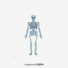 Rangka kepala 1) rangka kepala dikenal dengan nama tengkorak 2) rangka tulang kepala berbentuk bulat. Gambar Struktur Kerangka Manusia Clipart Manusia Tubuh Manusia Kerangka Manusia Png Transparan Clipart Dan File Psd Untuk Unduh Gratis