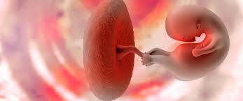 نزول المشيمة المشيمة المنزاحة أهم المعلومات ويب طب