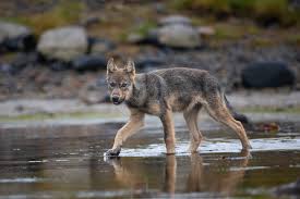 Image result for wolf cub
