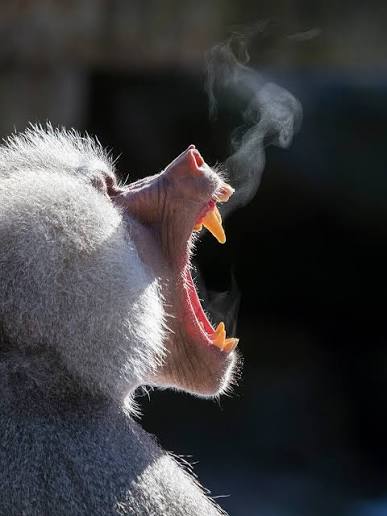 Hamadryas baboon (Papio hamadryas), male … – License image – 71429953 ❘  lookphotos