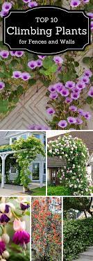 Top 10 Beautiful Climbing Plants For Fences And Walls Climbing Plants Fence Garden Vines Plants