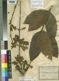 Image result for Combretum adenogonium