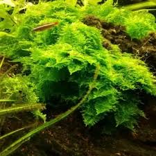 Image result for Polystachya caloglossa