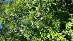 Image result for Indigofera ormocarpoides