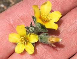 Image result for Brachystegia allenii × boehmii