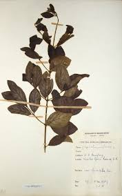 Image result for Hippocratea parviflora
