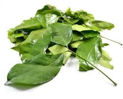 | meaning, pronunciation, translations and examples. Daun Melinjo Leaves Frozen 100g Toko Indonesia