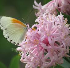 Image result for Dais cotinifolia