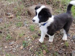 Australian Shepherd Beagle Mix Black And White My Border Collie German Shepherd Australian Shepherd Mix Australianshepherdmix Australian Shepherd Dogs Cute Dogs