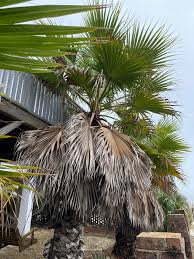 Image result for Washingtonia robusta
