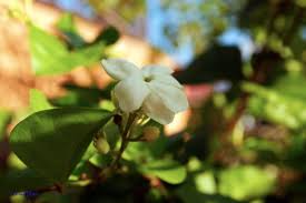 Ph Can Have A Second National Flower After Sampaguita National Museum Chief Manila Bulletin (botanical named jasminum sambac )!atlast ! ph can have a second national flower