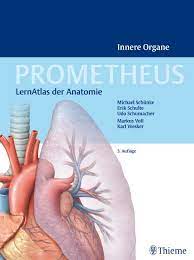 Die brustorgane und bauchorgane arbeiten nicht unabhängig voneinander, sie gehören zu einem organsystem. Prometheus Innere Organe Lernatlas Anatomie Michael Schunke Erik Schulte Buch Antiquarisch Kaufen A02993k801zz2