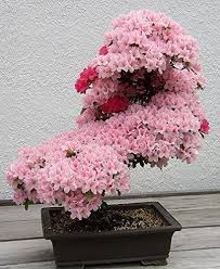 Die wohl schönste art sich im eigenen garten oder auf der terrasse zu entspannen bietet wohl immer noch ein bequemer und moderner lounge sessel für den garten. New Bonsai Baum Japanischen Sakura Samen 10pcs Bunte Kirsche Pflanzen Fur Haus Garten Schone Blumen Bluhen Amazon De Garten