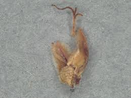 Image result for Fimbristylis quinquangularis