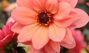 Check spelling or type a new query. Zone 5 Flowers And Plants Plants Planting Flowers Trees For Front Yard